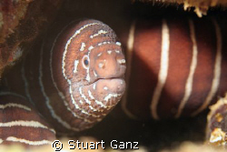 Zebra Moray by Stuart Ganz 